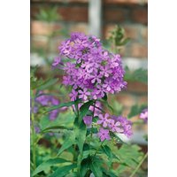 Kategorie <b>Produkt nicht gewünscht </b> - Phlox paniculata 'Amethyst'