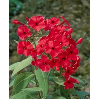 Kategorie <b>Stauden </b> - Phlox paniculata 'Adessa Red' -R-