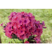 Kategorie <b>Produkt nicht gewünscht </b> - Phlox pan.Flame-Ser.'Pink Flame' -R-