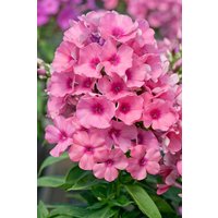 Kategorie <b>Produkt nicht gewünscht </b> - Phlox pan.Flame-Ser.'Light Pink Flame' -R-