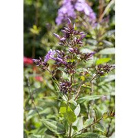 Kategorie <b>Stauden </b> - Phlox divaricata 'Clouds of Perfume'