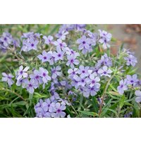 Kategorie <b>Stauden </b> - Phlox divaricata 'Chattahoochee'