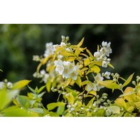 Kategorie <b>Laubbäume </b> - Philadelphus coronarius 'Aureus'