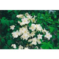 Kategorie <b>Laubbäume </b> - Philadelphus 'Natchez'