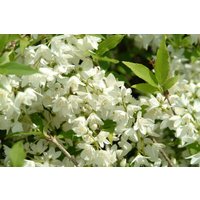 Kategorie <b>Produkt nicht gewünscht </b> - Philadelphus 'Manteau d'Hermine'
