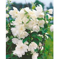 Kategorie <b>Laubbäume </b> - Philadelphus 'Little White Love' -R-