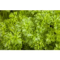 Kräuter- und Teepflanzen - Petroselinum crispum