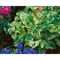 Kategorie <b>Stauden </b> - Persicaria filiformis 'Painter's Palette'