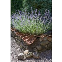 Kategorie <b>Produkt nicht gewünscht </b> - Perovskia atriplicifolia 'Blue Spire'