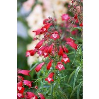 Kategorie <b>Produkt nicht gewünscht </b> - Penstemon x mexicali Carillo Red