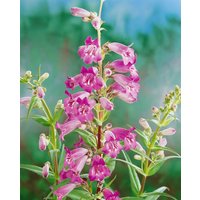 Kategorie <b>Stauden </b> - Penstemon x cult.'Midnight'