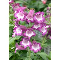 Kategorie <b>Produkt nicht gewünscht </b> - Penstemon h. Pensham Czar