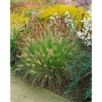 Gräser - Pennisetum alopecuroides 'Weserbergland'