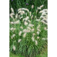 Gräser - Pennisetum alopecuroides 'Herbstfreude'