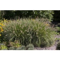Kategorie <b>Produkt nicht gewünscht </b> - Pennisetum alopecuroides 'Hameln'