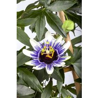 Kategorie <b>Produkt nicht gewünscht </b> - Passiflora cearulea