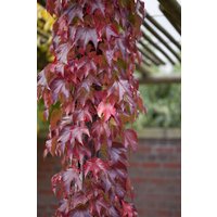 Kategorie <b>Produkt nicht gewünscht </b> - Parthenocissus tricuspidata 'Veitchii Robusta'