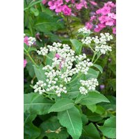 Kategorie <b>Produkt nicht gewünscht </b> - Parthenium integrifolium