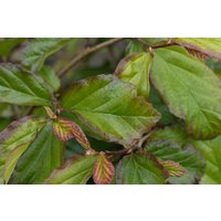 Kategorie <b>Laubbäume </b> - Parrotia persica 'Bella'