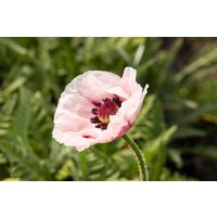 Kategorie <b>Stauden </b> - Papaver orientale 'Royal Wedding'