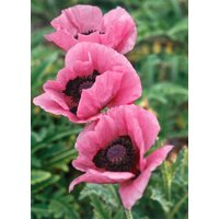 Kategorie <b>Stauden </b> - Papaver orientale 'Raspberry Queen'