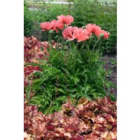 Kategorie <b>Produkt nicht gewünscht </b> - Papaver orientale 'Pizzicato'