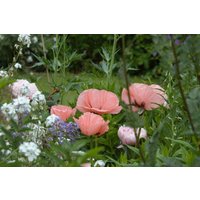 Kategorie <b>Stauden </b> - Papaver orientale 'Helen Elizabeth'