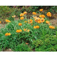 Kategorie <b>Stauden </b> - Papaver orientale 'Harvest Moon'