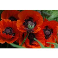Kategorie <b>Stauden </b> - Papaver orientale 'Brillant'
