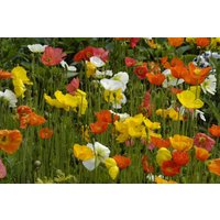 Kategorie <b>Stauden </b> - Papaver nudicaule 'Wonderland'
