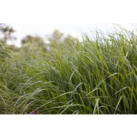 Gräser - Panicum virgatum 'Strictum'