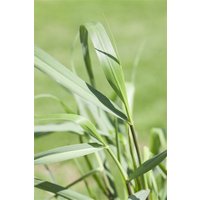 Kategorie <b>Produkt nicht gewünscht </b> - Panicum virgatum 'Squaw'