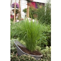 Kategorie <b>Produkt nicht gewünscht </b> - Panicum virgatum 'Northwind'