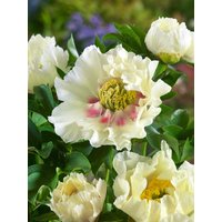Kategorie <b>Stauden </b> - Paeonia Shinning Light