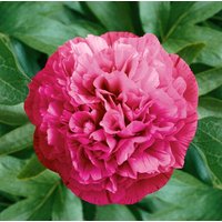 Kategorie <b>Stauden </b> - Paeonia officinalis 'Rosea Plena'