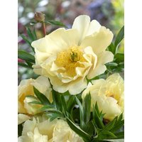 Kategorie <b>Stauden </b> - Paeonia mlokosewitschii