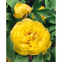 Kategorie <b>Produkt nicht gewünscht </b> - Paeonia lutea