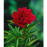 Kategorie <b>Stauden </b> - Paeonia Louis van Houtte