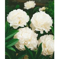 Kategorie <b>Stauden </b> - Paeonia lactiflora 'Shirley Temple'