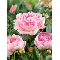 Kategorie <b>Stauden </b> - Paeonia lactiflora 'Raspberry Sundae'