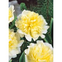 Kategorie <b>Stauden </b> - Paeonia lactiflora 'Primevere'