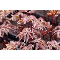 Kategorie <b>Stauden </b> - Paeonia lactiflora 'Karl Rosenfield'