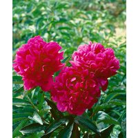 Kategorie <b>Stauden </b> - Paeonia lactiflora 'Kansas'