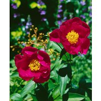 Kategorie <b>Stauden </b> - Paeonia lactiflora 'Flame'