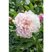 Kategorie <b>Stauden </b> - Paeonia lactiflora 'Catharina Fontijn'
