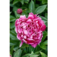 Kategorie <b>Stauden </b> - Paeonia Jadwiga