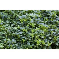 Kategorie <b>Bodendecker </b> - Pachysandra terminalis