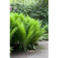 Kategorie <b>Gräser </b> - Osmunda cinnamomea