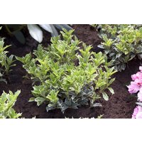 Kategorie <b>immergrüne Laubbäume </b> - Osmanthus heterophyllus 'Variegatus'