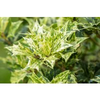 Blütensträucher und Ziergehölze - Osmanthus heterophyllus 'Goshiki'